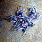 Fruit du dragon ? Non