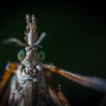 🦟 GALLINIPPER : Le Moustique dangereux qui va te faire détester l’été