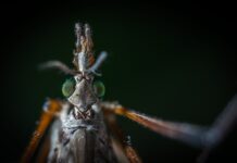 🦟 GALLINIPPER : Le Moustique dangereux qui va te faire détester l’été