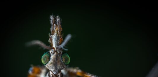 🦟 GALLINIPPER : Le Moustique dangereux qui va te faire dĂ©tester l’Ă©tĂ©