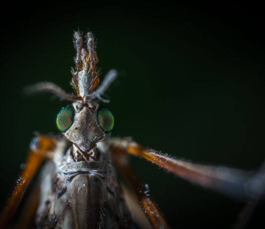 🦟 GALLINIPPER : Le Moustique dangereux qui va te faire dĂ©tester l’Ă©tĂ©