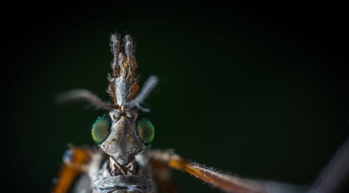 🦟 GALLINIPPER : Le Moustique dangereux qui va te faire détester l’été